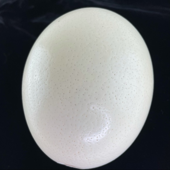 Vintage Hand-Painted Ostrich Egg - Picture 4 of 11